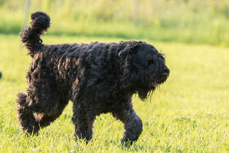 cowherdの写真素材