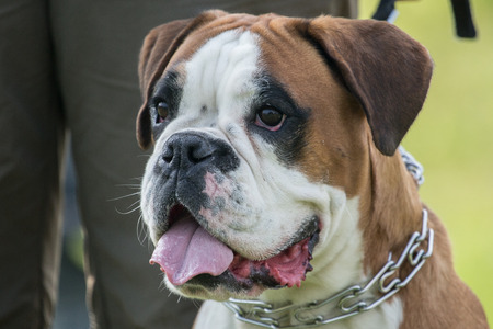 Boxerの写真素材