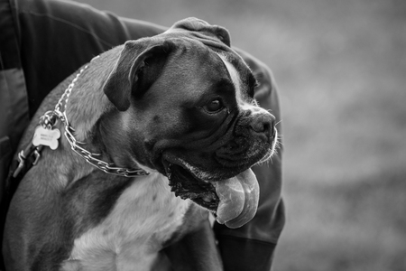 Boxerの写真素材