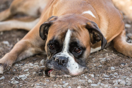 Boxerの写真素材