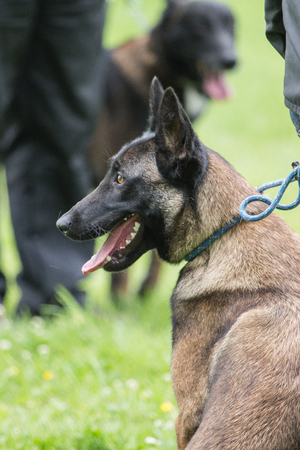 Malinoisの写真素材