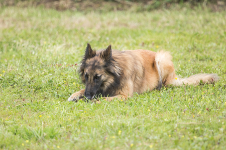 Tervurenの写真素材