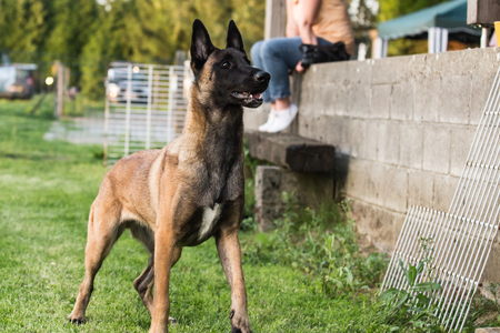 Malinoisの写真素材