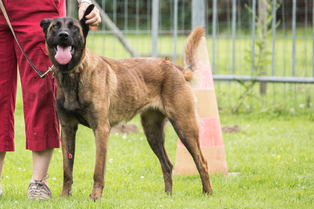 Malinoisの写真素材