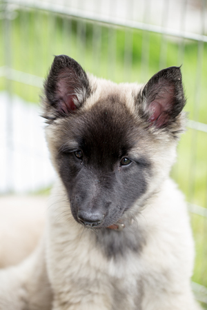 tervurenの写真素材