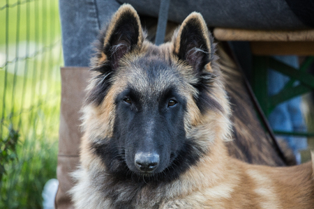 tervurenの写真素材