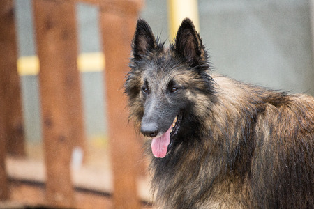 tervurenの写真素材