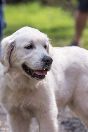 portrait of golden retrievers dog outdoors from belgium