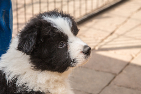 Portrait of a border collie dog outdoors in Belgiumの写真素材