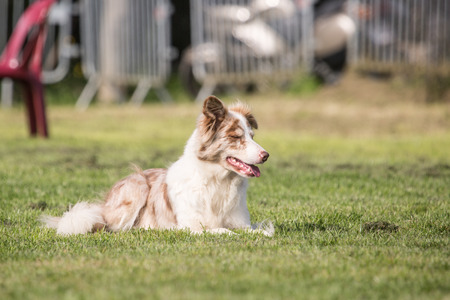 Border Collie dog in belgium の写真素材