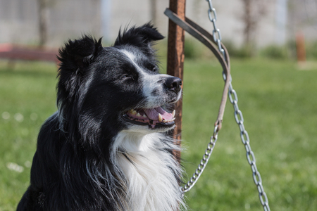 Border Collie dog in belgium の写真素材