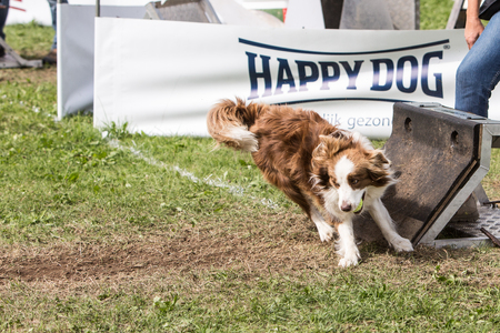 Border Collie dog in belgium の写真素材