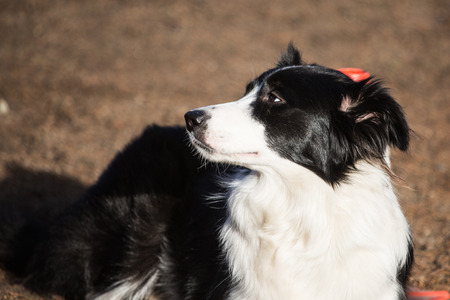Border Collie dog in belgium の写真素材