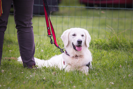 Golden retrievers domestic dog portrait outdoors in Belgium