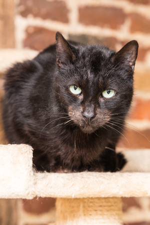 portrait of european cat type in animal shelter in belgiumの写真素材