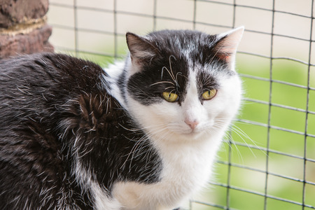 portrait of european cat type in animal shelter in belgiumの写真素材
