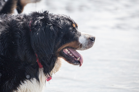 portrait of a Bernese Mountain Dog outside Belgiumの写真素材