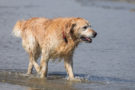 portrait of a golden retrievers Dog outside Belgiumの写真素材