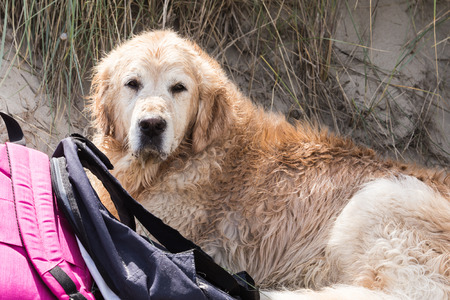 portrait of a golden retrievers Dog outside Belgiumの写真素材