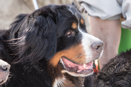 portrait of a Bernese Mountain Dog outside Belgiumの写真素材