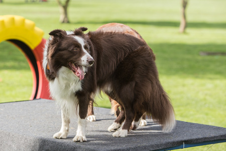 border collie dog outdoors in Belgiumの写真素材