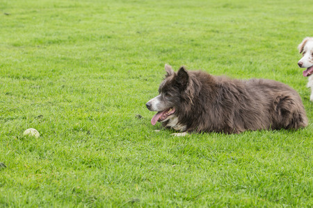 border collie dog outdoors in Belgiumの写真素材
