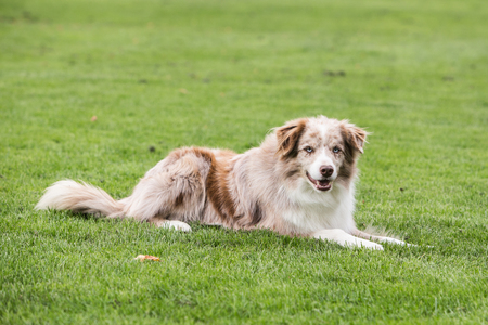 border collie dog outdoors in Belgiumの写真素材