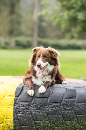 border collie dog outdoors in Belgiumの写真素材