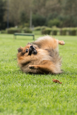 portrait of a Pomeranian Loulou outdoors in belgiumの写真素材