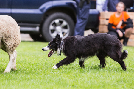 demonstration of a border collie at the work of the sheep in belgiumの写真素材