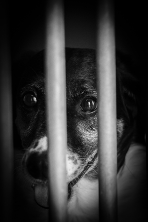 dogs with adption after their abandonment in a refuge in belgiumの写真素材