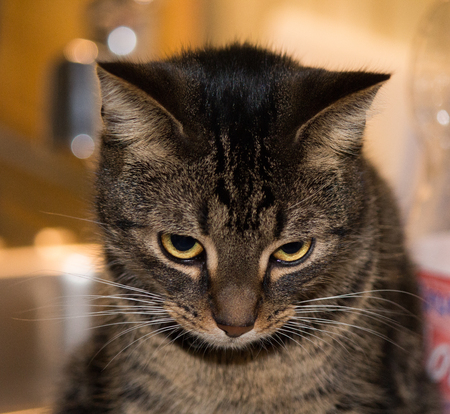 portrait of european type cat in belgiumの写真素材