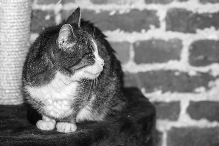 portrait of european type cats living in belgiumの写真素材