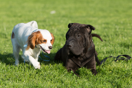 Portrait of a King Charles Cavalier Dog and His Friend Sharpei