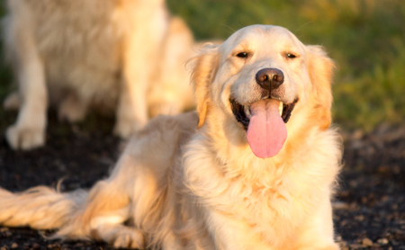 golden retrievers dog portrait in belgiumの写真素材