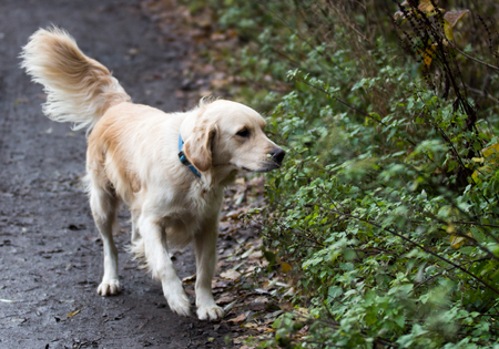golden retrievers dog portrait in belgiumの写真素材