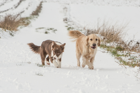 golden retrievers and border collie dogs playing in belgiumの写真素材