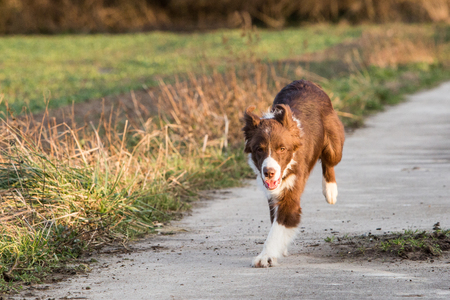 Border collie dog walking in belgiumの写真素材