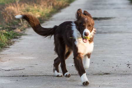 Border collie dog walking in belgiumの写真素材