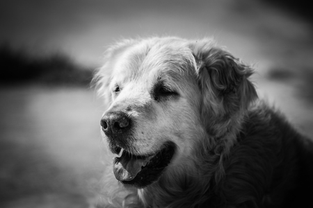 Portrait d'un chien de type golden retrievers en belgiqueの写真素材