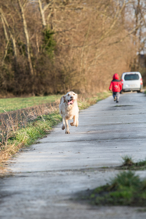 Portrait d'un chien de type golden retrievers en belgiqueの写真素材