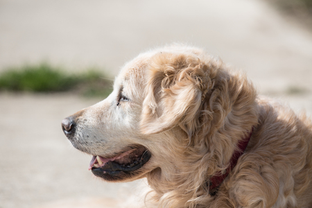 Portrait d'un chien de type golden retrievers en belgiqueの写真素材