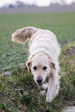 Portrait d'un chien de type golden retrievers en belgiqueの写真素材