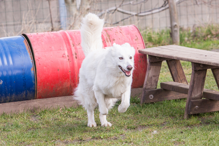 Swiss white shepherd dog living in Belgiumの写真素材