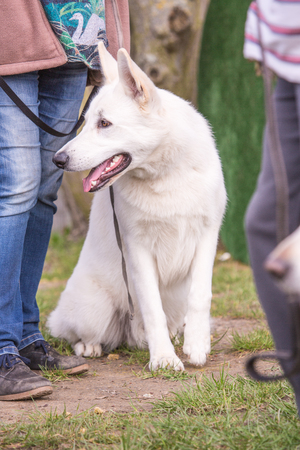 Swiss white shepherd dog living in Belgium