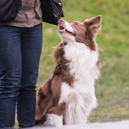 Portrait of border collie dog living in Belgiumの写真素材
