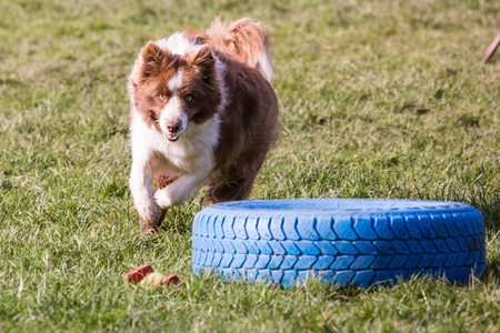 Portrait of border collie dog living in Belgiumの写真素材
