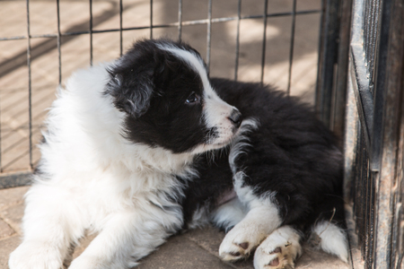 Portrait of border collie dog living in Belgiumの写真素材