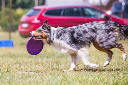 Portrait of border collie dog living in belgiumの写真素材
