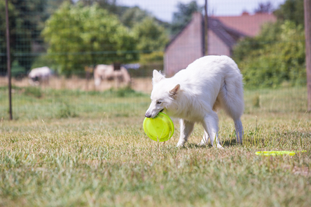 Portrait of swiss white shepherd dog living in Belgium and playing with fresbeeの写真素材